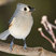 Tufted Titmouse